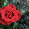 Rose1234